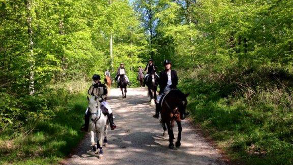 Rideruten Als — ryttere på heste langs en skovsti omgivet af frodig grøn bøgeskov og sollys mellem træerne